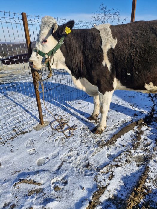 Vand vaca gestanta in 6 luni