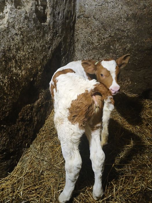 Vând vițea balțată