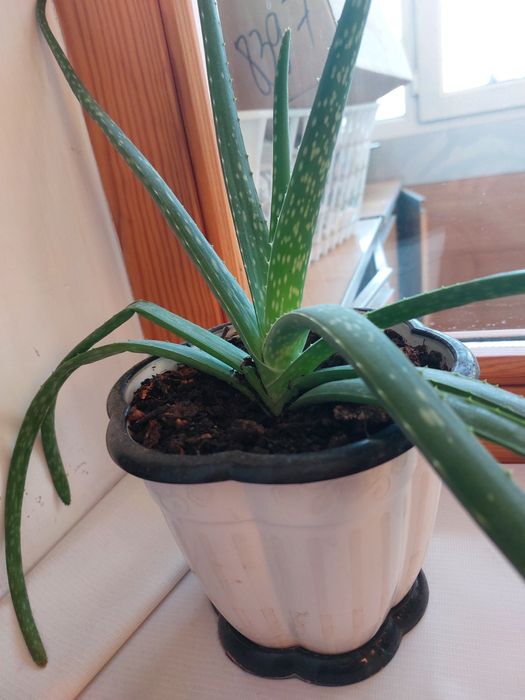 Комнатные цветы, алоэ