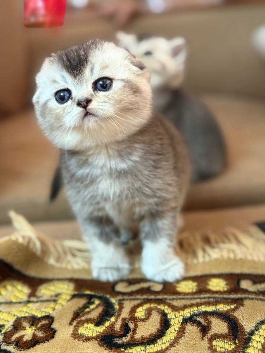 Shinshilla mushukchalar продаётся породистые котята