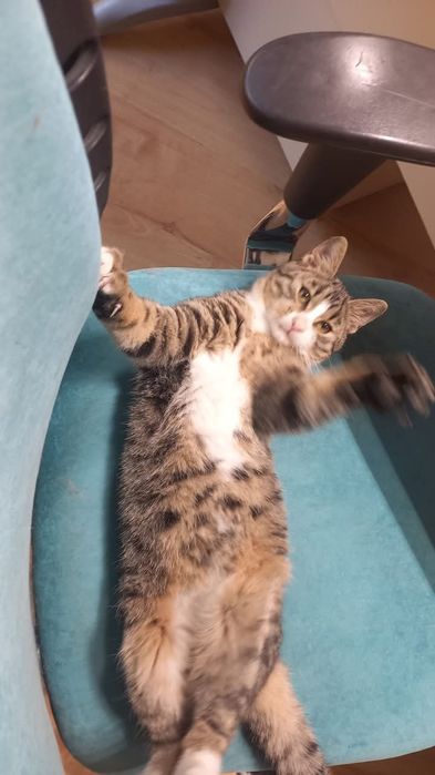 Озирис търси дом