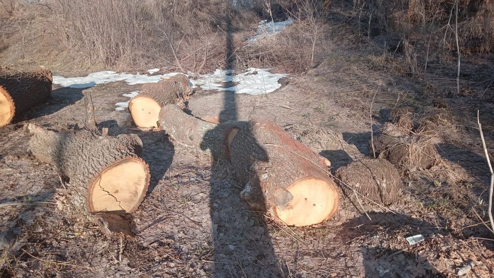 Многолетний Дуб!!!