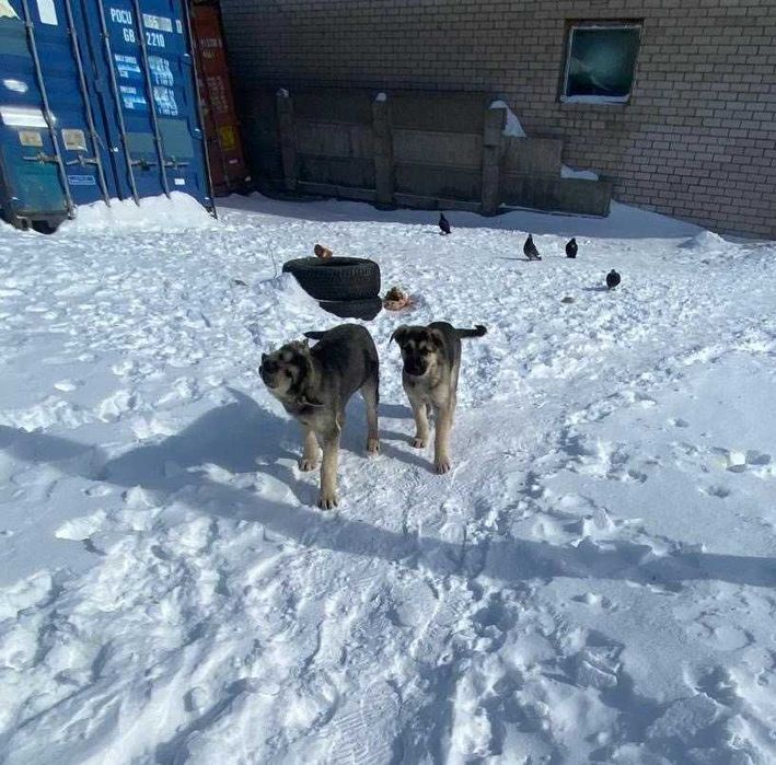 Щенки дворняжки бесплатно