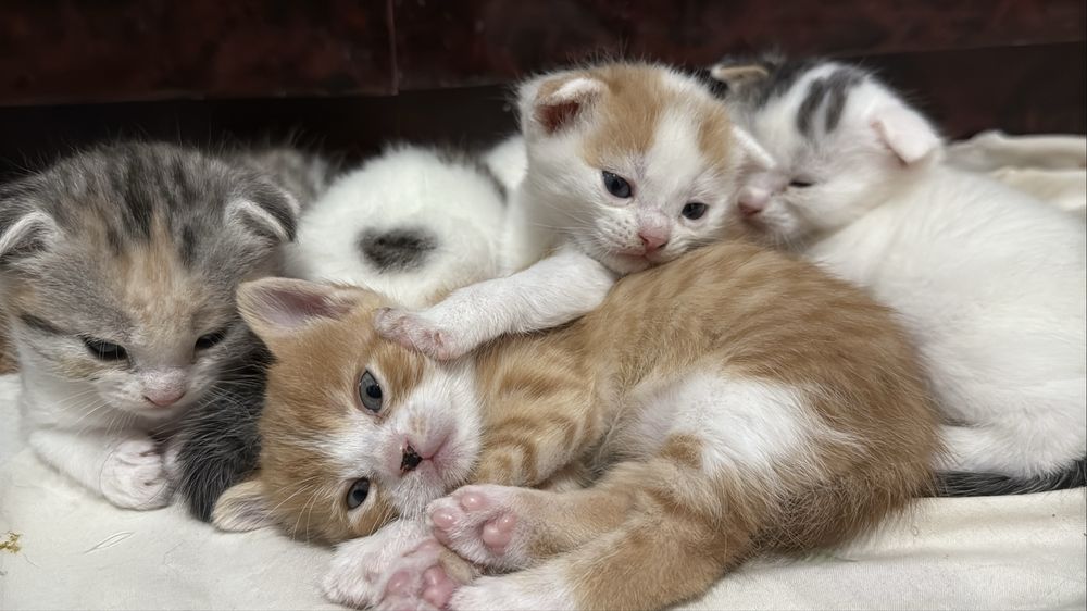 котята вислоухие
