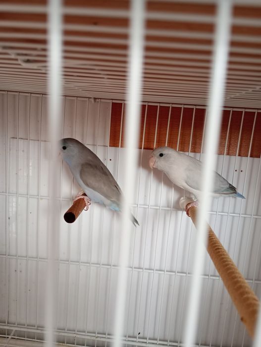 Papagali Forpus COELESTIS