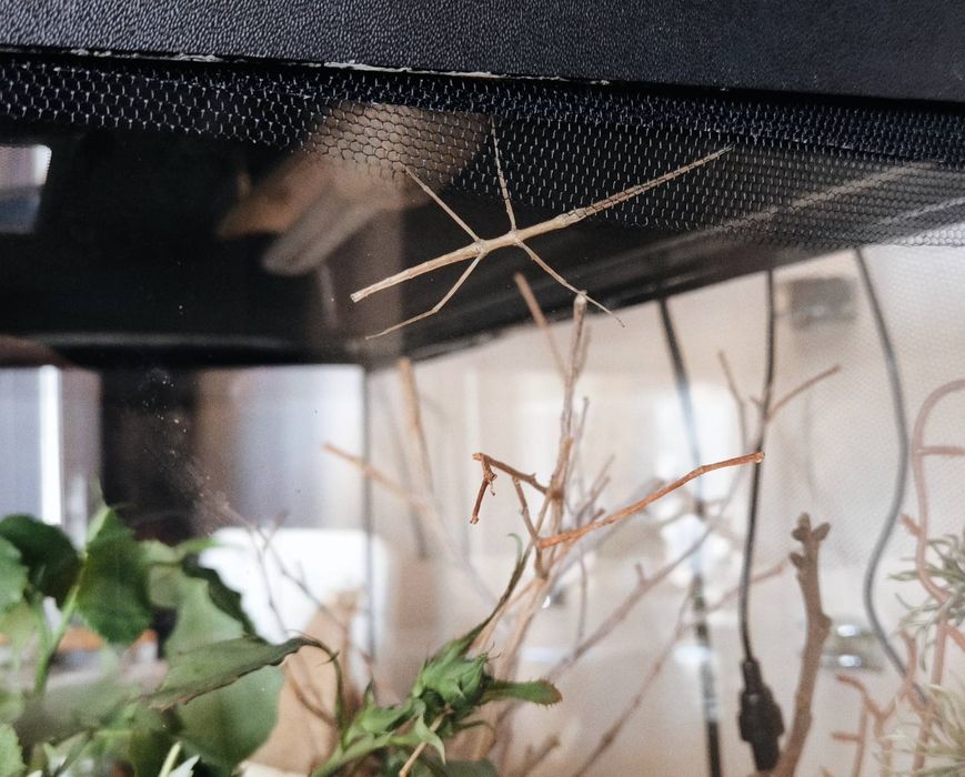 Анамски/виетнамски пръчки (medauroidea extradentata)