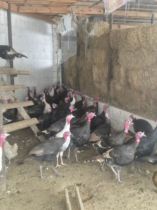 Индюк сатылады семіз