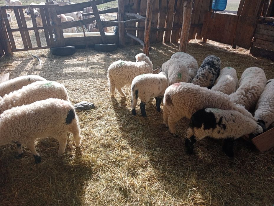 Miei de paste  la 25 lei kg