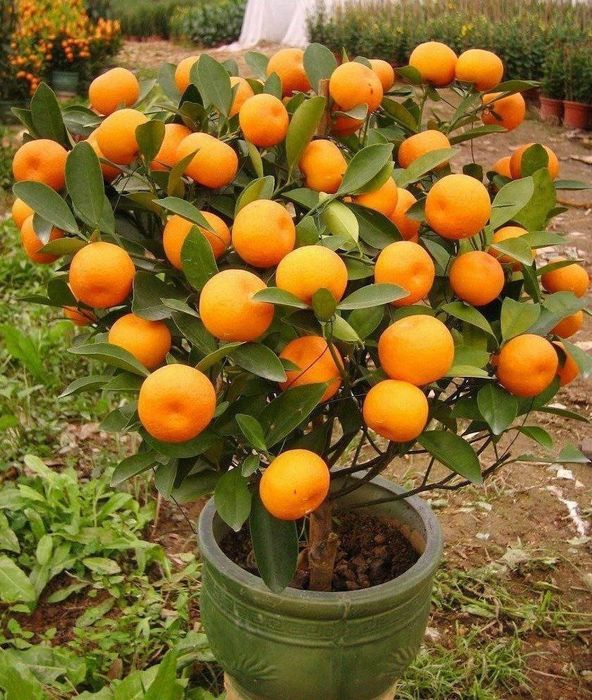 Агро дори Агроном боґбон дехкон