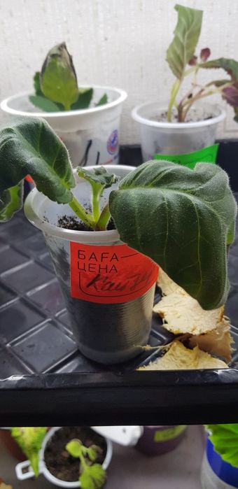 Продам комнатные растения