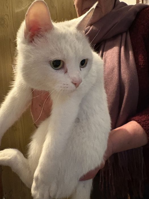 Котик в добрый руки