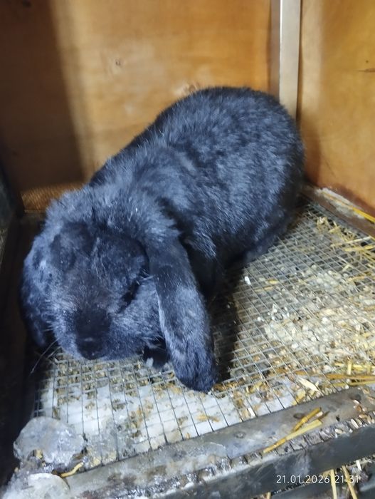 Продам кроликов  самцы