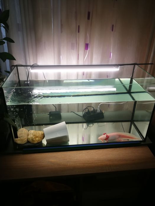 Аксолотъл с аквариум