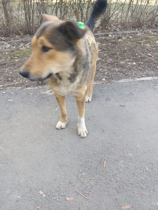 Пристраивается собака