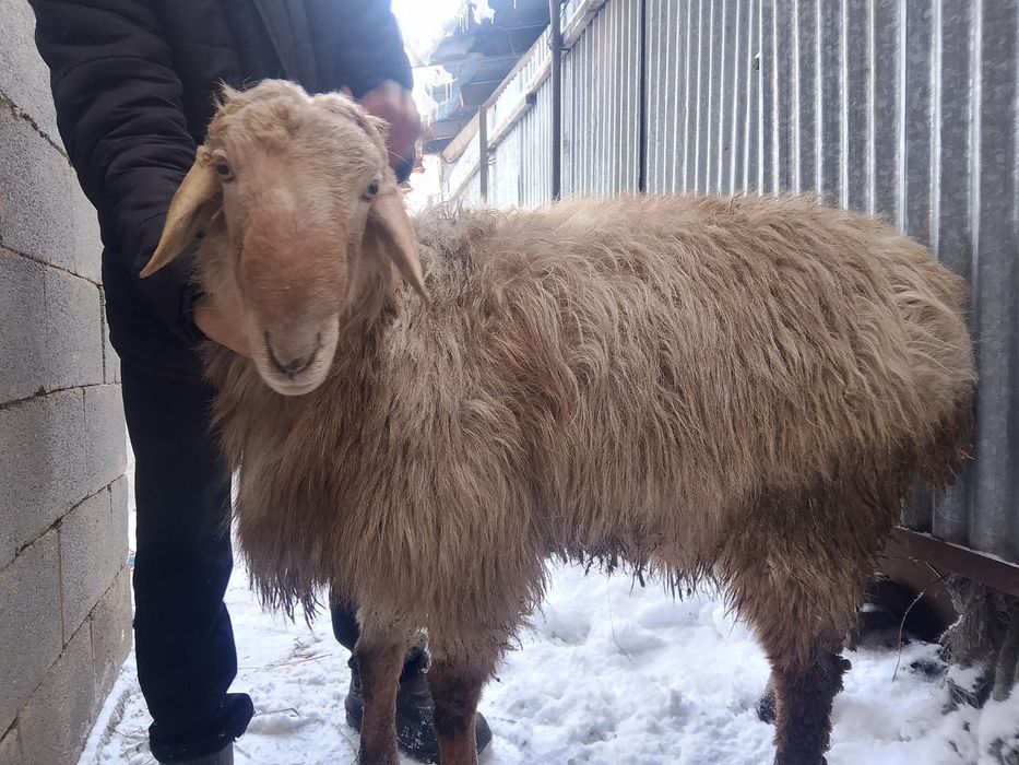 Кошкар сатылады бағасы келісімді