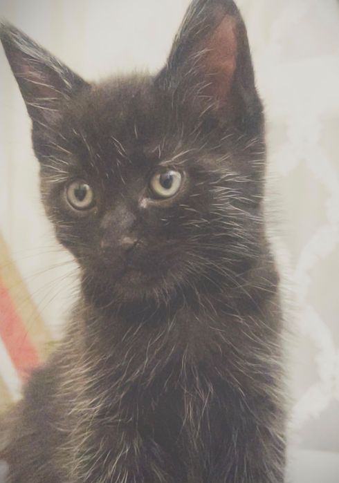 котята бесплатно