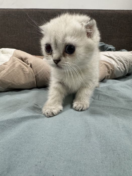 Котята шотландские