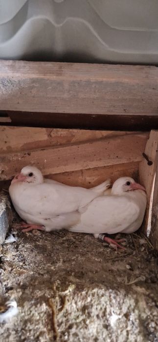 Porumbei voiajori albi