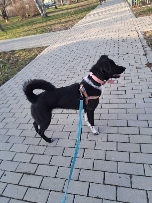 Подарявам куче София