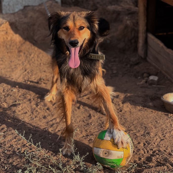 Щенки и собаки в хорошие руки