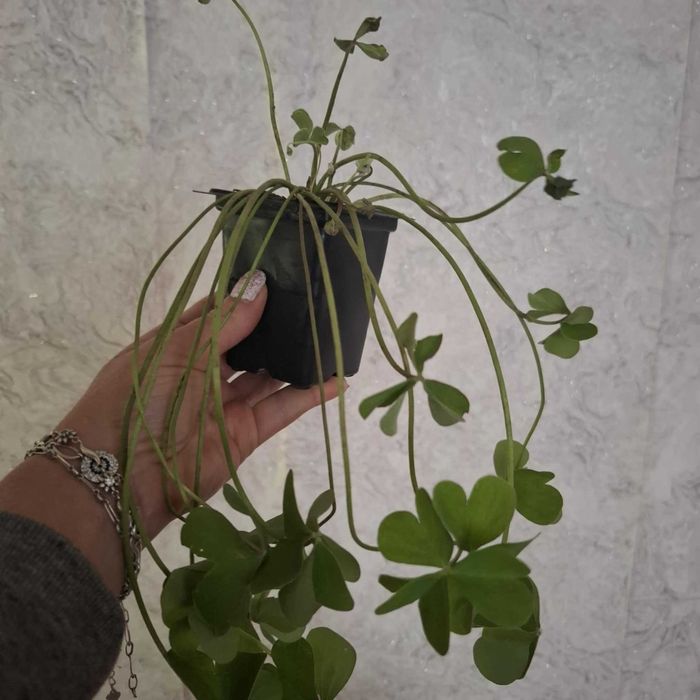 Детелина бяла и розова