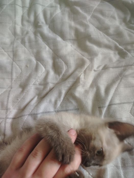 Сямка кошка хорошая