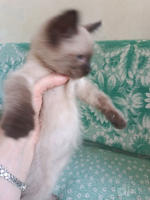 Продаю котят сиамских