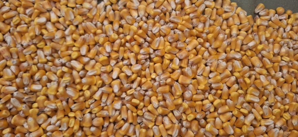 Porumb boabe producție 2025