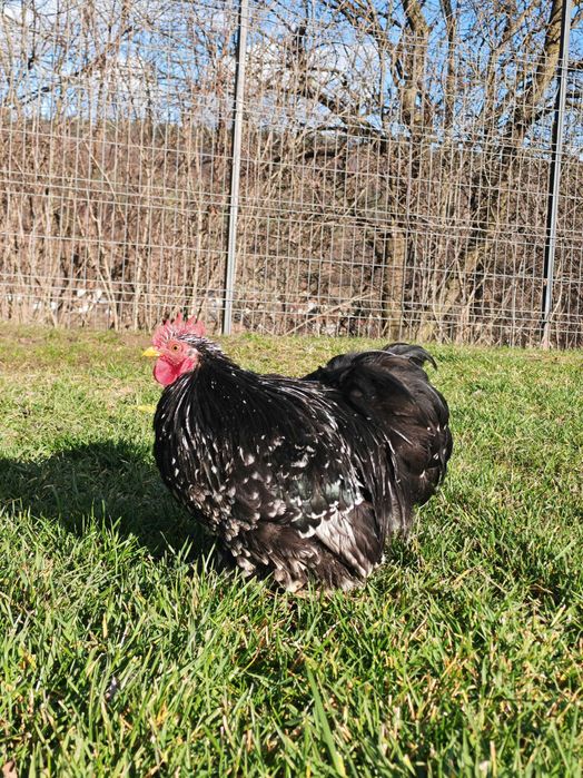 Vand cocos cochinchina pitic