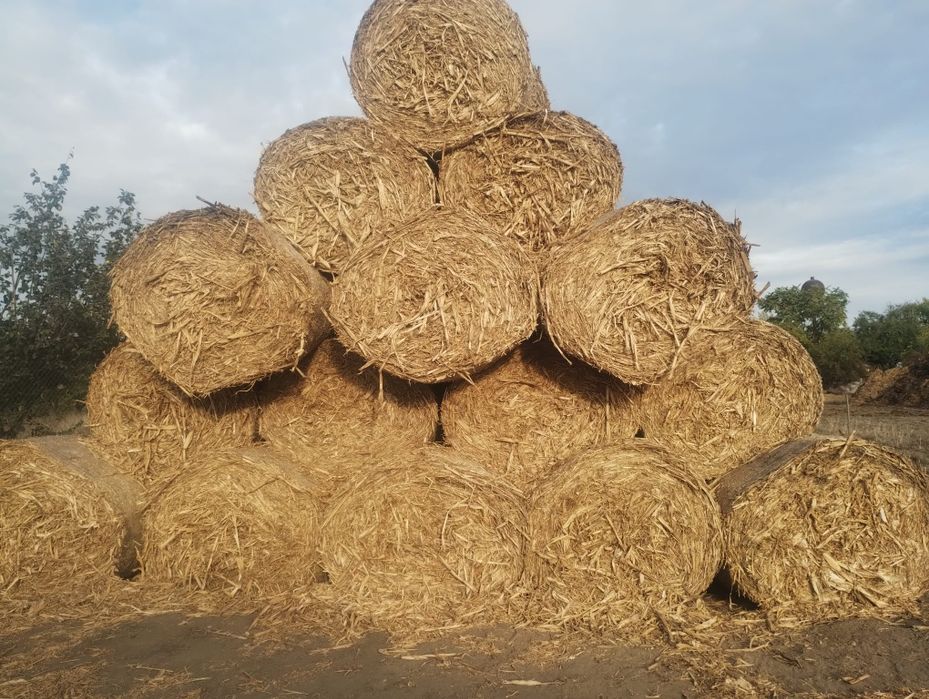 Vând baloti de paie si tulei