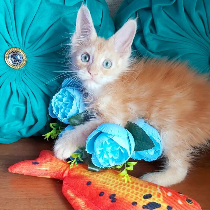 Мейн- КУНЧИКИ! Котята- Мальчики и девочки ! От 2х мес