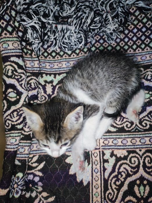 Котенок мальчик 2,5 месяца