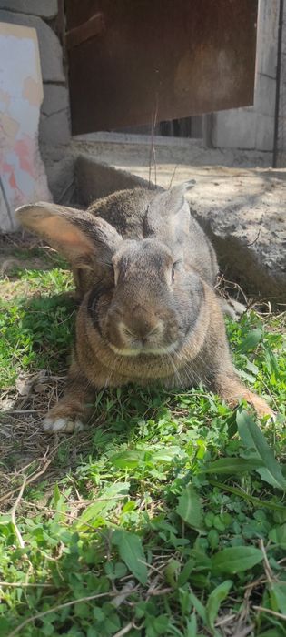 Крольчата, кролики