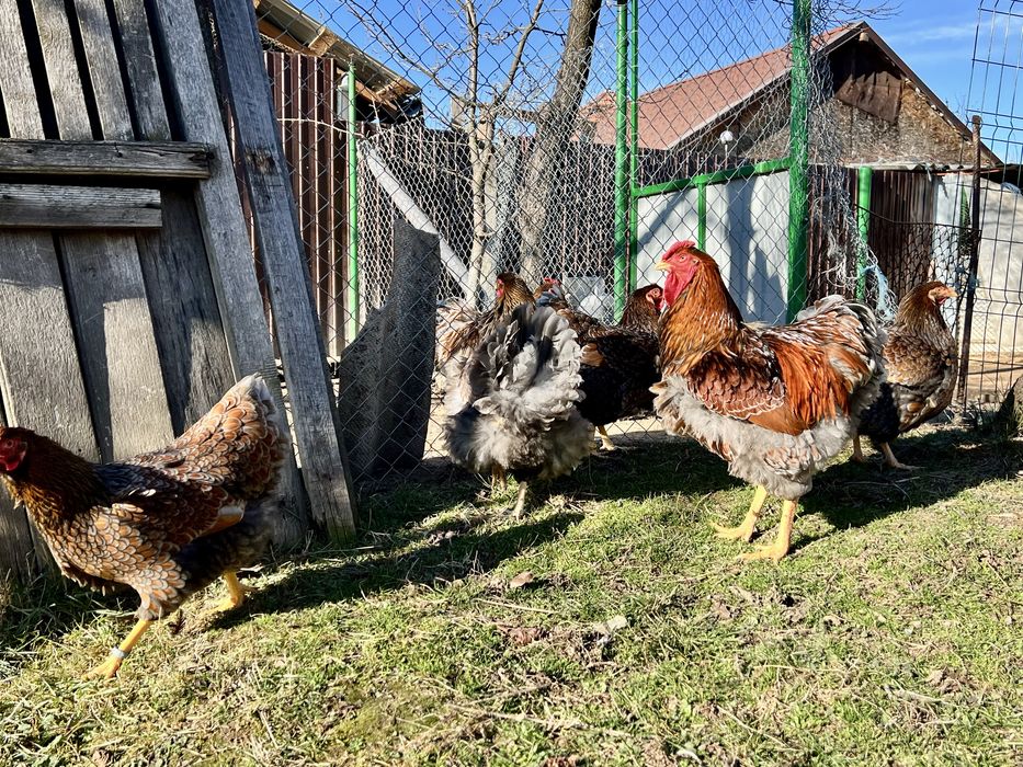 Oua Wiandotte Wyandotte albastru auriu rosu trimit prin curier campion