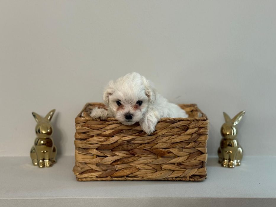 Puiuț Bichon Maltez - vaccinat, deparazitat , crescut in familie