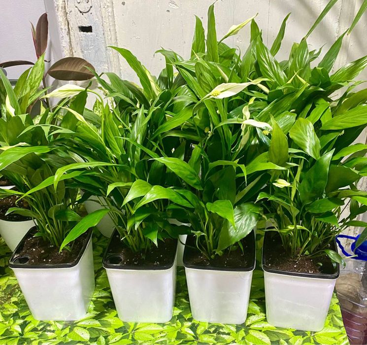 Комнатные цветы для Вашего уюта!!! Хона гуллари!!!