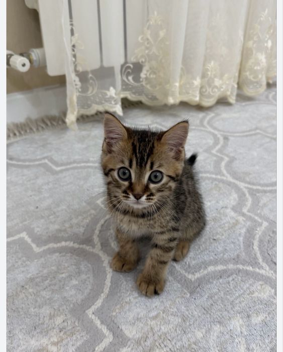 Мысық сатылады(еркек)