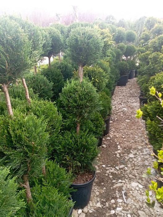 Vindem plante ornamentale doriți să aveți o grădină frumoasă de primă