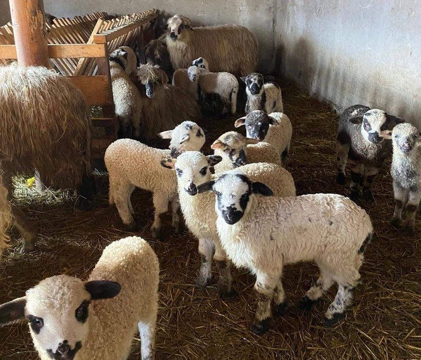 Vând miei din fermă proprie