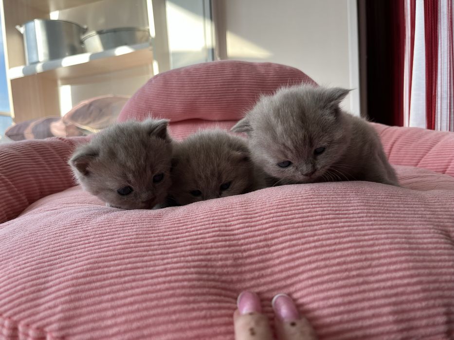 Продаются шикарные котята