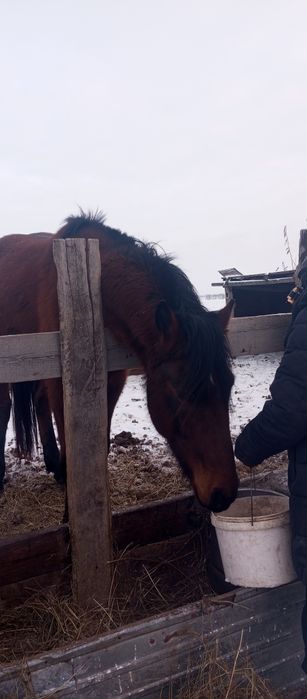 Продам лошадь.    Жеребца