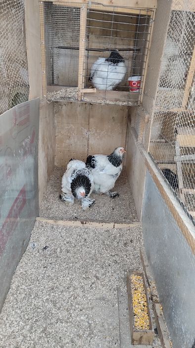 Oua incubat brahma herminat deschis și herminat deschis albastru