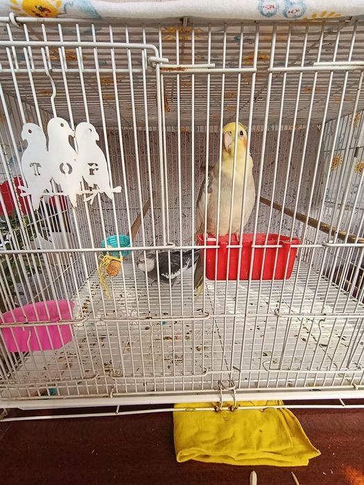 Karella  soglom sotiladi