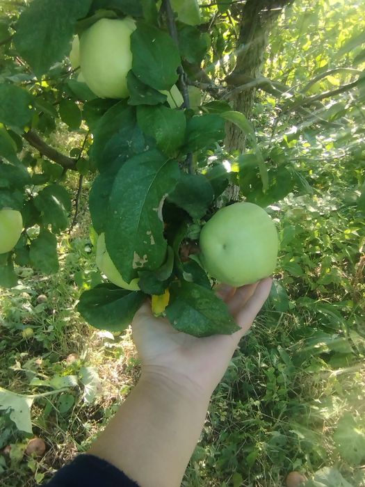 Продам  дачу   .