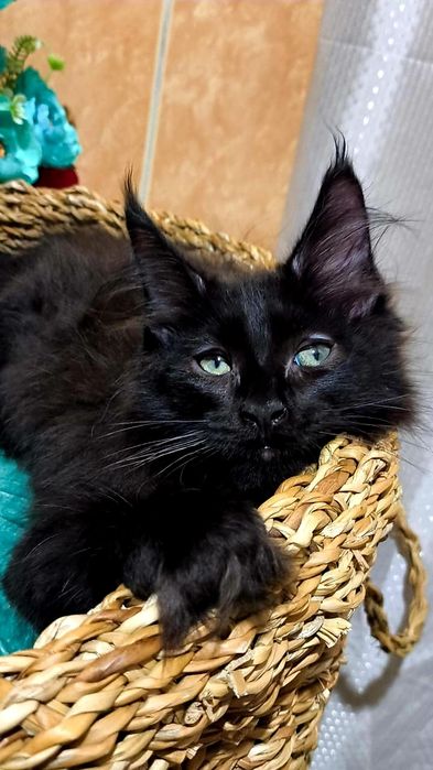 Солидные и Чёрные на Серебре - МЕЙНКУНЧИКИ