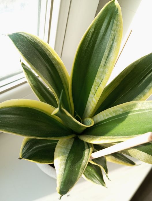 Продам сансевиерию Ханни