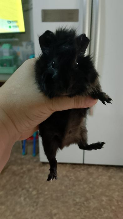 Продам марских свинок