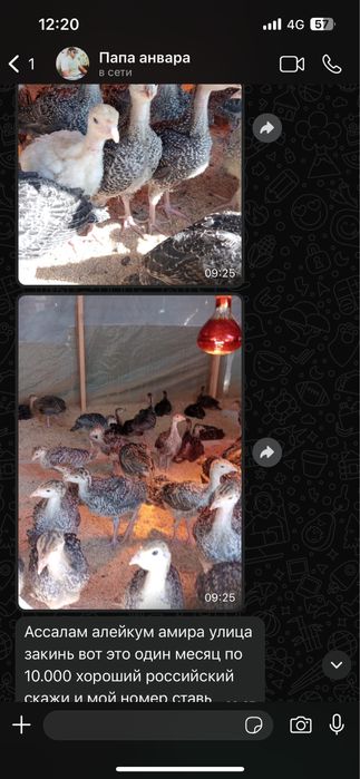 Индюшата месячные