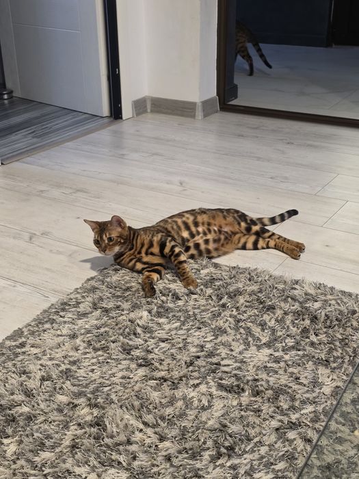 Vindem pisica rasa Bengal cu pedigree