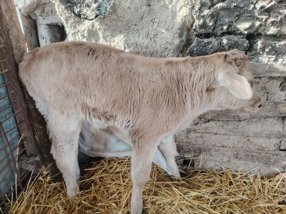 De vânzare o junică și un vițel